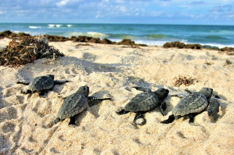 Cuthbert Bay Wildlife Sanctuary, North and Middle Andaman, Andaman and Nicobar Islands - Vushii.com